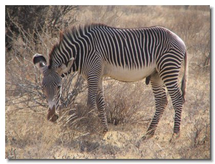 KE 64 - Grevy's Zebra